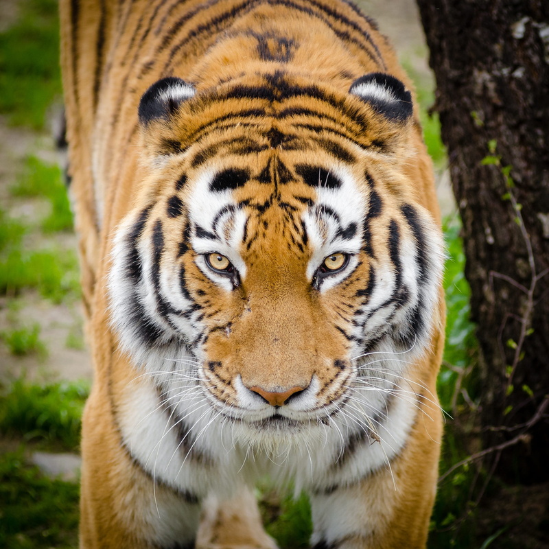 no people, one animal, fur, animal body part, undomesticated cat, aggression, feline, tigress, portrait, photo, domestic animals, whiskers, looking at camera