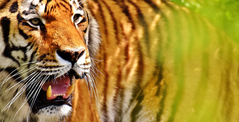 fur, no people, photograph, nature, carnivora, safari animals, roaring, animal mouth, beautiful, feline, animal, dangerous, mouth, big cat, animal world