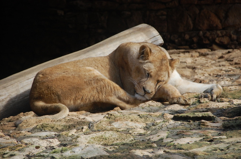 1080P, relaxation, one animal, cat, resting, animal wildlife, animal, outdoors, lioness, rock, zoo, female animal, animals, tigress, carnivora, feline