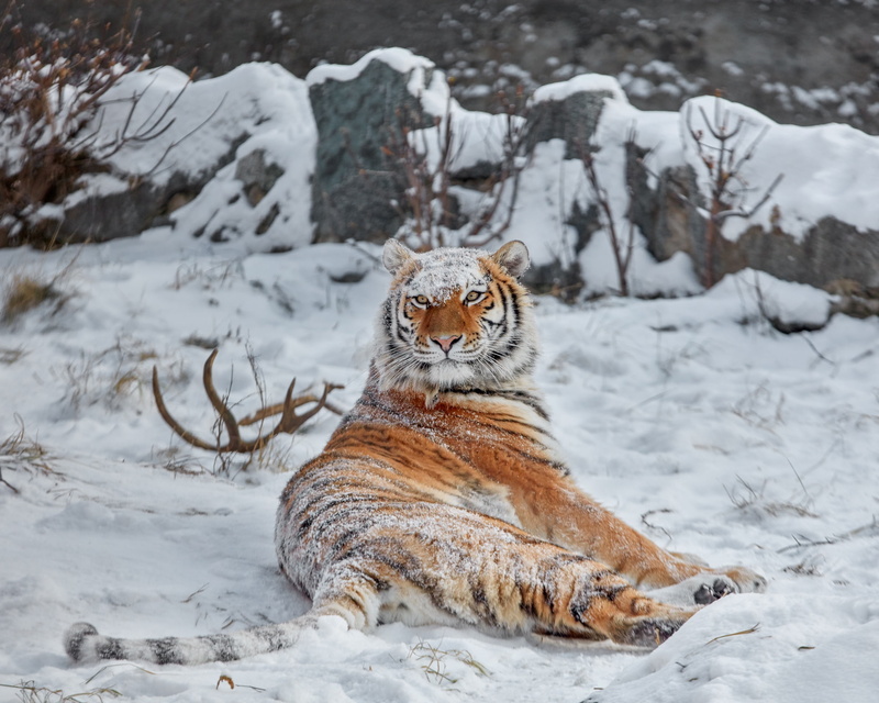 winter, 1080P, snow, tigress, wild cat, krasava