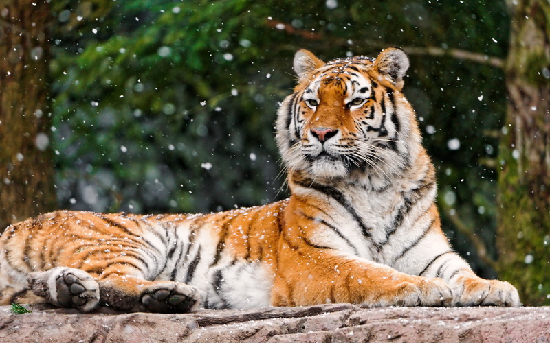 Tigress, Elena, 4K, Siberian, k