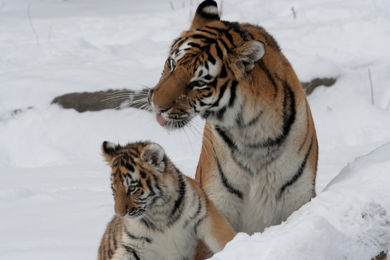 tigress, cat, pair, 2K, kitty, Amur, family, tiger, cub, snow