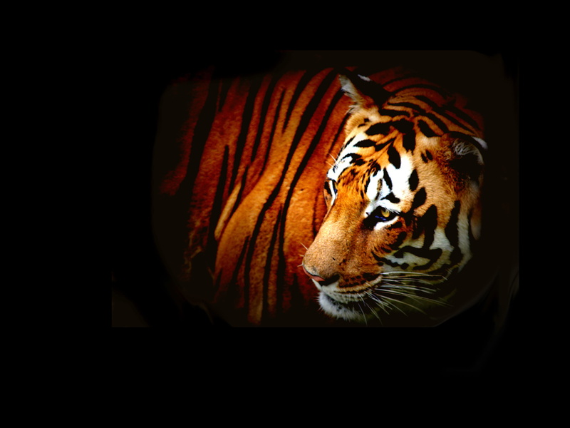 animal wildlife, no people, hunter, indoors, feline, tiger, stripes, aggressive, wild, whisker, animals in the wild, expression, anger, dark, siberian