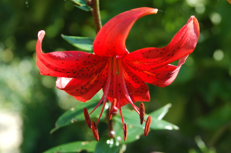 petal, focus on foreground, close-up, freshness, fragility, day, 2K, red, no people, pollen, flower head, lily, plant, growth, flower, flowering plant