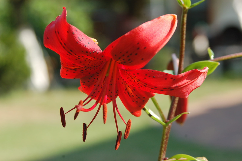 asian lily, inflorescence, fragility, lily tigress, red, day, freshness, pollen, growth, 2K, lily, ornamental plants, nature, blooming flowers, vulnerability