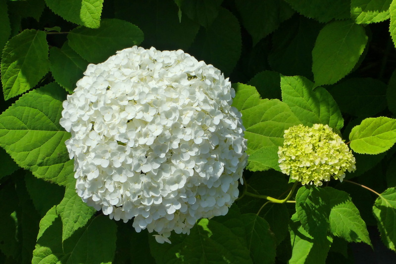 white color, flowering plant, leaves, leaf, floriculture, fragility, summer, white flower, inflorescence, vulnerability, petals, petal, vegetable, day