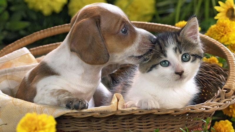 pets, Cute, animal head, container, whisker, domestic cat, animal family, Puppy, Cat and Dog, domestic, Basket, Baby Animal, group of animals, wicker