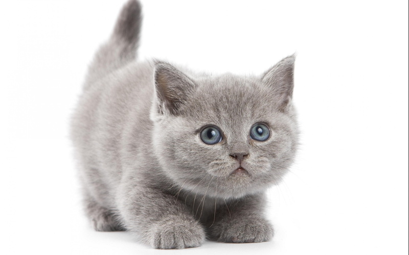 mammal, softness, cut out, animal themes, domestic, young animal, portrait, indoors, animal, 4K, vertebrate, baby, cats, Kitten, studio shot, domestic animals