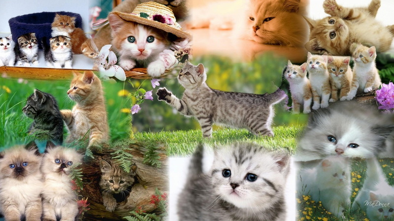 kitty, kitten, animals, firefox persona, 1080P, cute, collage, sweet, babies, kittens