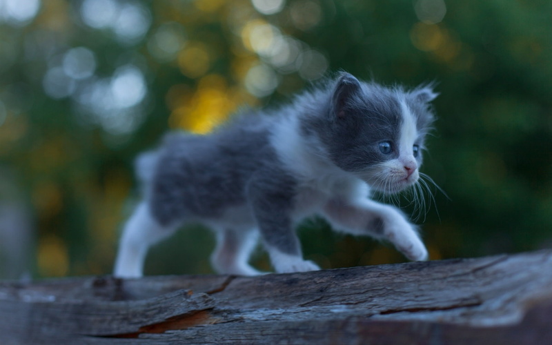 Kitten, Walking, Baby, 1080P, Furry, Cute