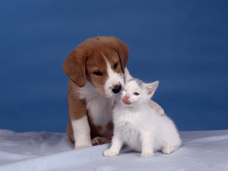 Love, 720P, Cat and Dog, Kiss, Baby Animal, Puppy, Animal, Kitten, Cute