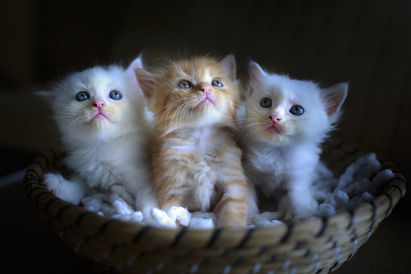 kittens, animal family, pets, less, pet, interesting, feline, animal head, animal, animal eye, animal themes, hair, baby, beautiful, 4K, young, portrait
