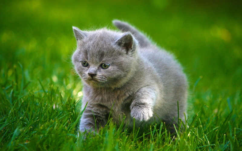 day, grey, green color, cats, baby, animals in the wild, fluffy, whisker, cute, mammal, plant, Kitten, raccoon, no people, animals, animals hunting, nature