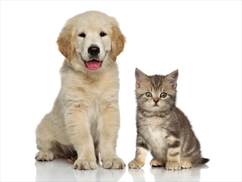 Animal, Cat and Dog, Kitten, Puppy, Dog, Cat, Baby Animal, 5K, Cute, Golden Retriever