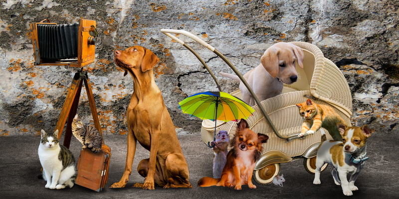 camera, dog, puppy, bird, catch, vertebrate, robin, cat, mammal, domestic animals, jump, 4K, nostalgia, composing, group of animals, umbrella, pack, screen