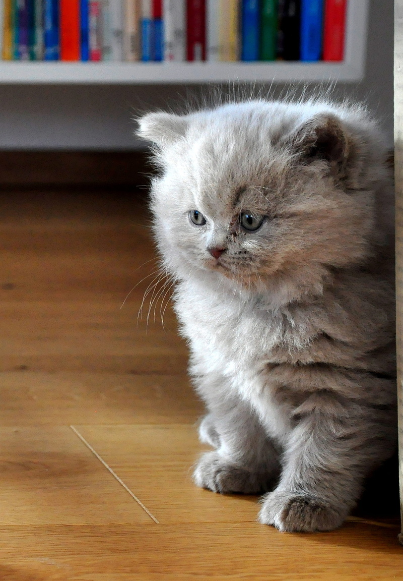 looking away, animal, animal themes, indoors, portrait, feline, domestic animals, home interior, vertebrate, pets, british longhair, cat baby, domestic