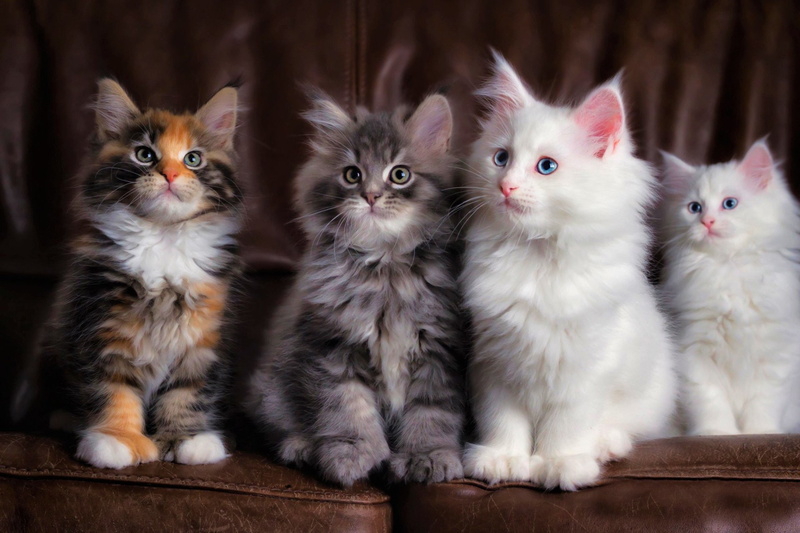 whisker, indoors, group of animals, feline, no people, Fluffy, Animal, domestic animals, Cat, animal family, togetherness, Baby Animal, portrait, young animal