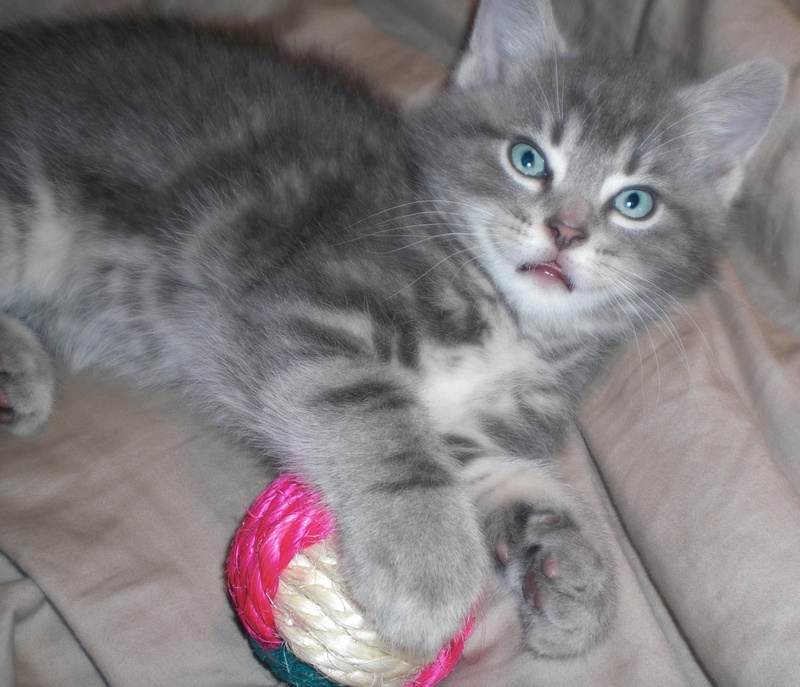 baby animals, cats, nice, meet, embry, kittens, cute, name, 1080P, animals