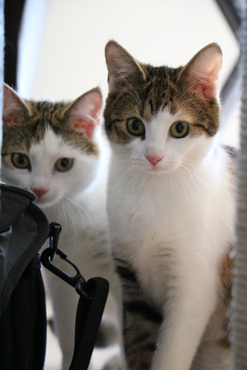 baby cat, cats eyes, feline, 5K, cat portrait, whisker, closeup, domestic, mieze, group of animals, tiger cat, adidas, looking at camera, focus on foreground