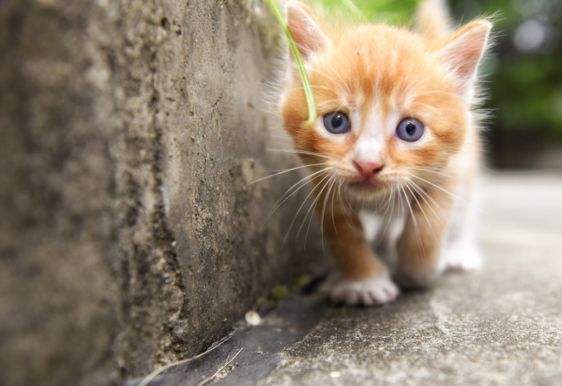 cute, cat, baby, 1080P, kitten