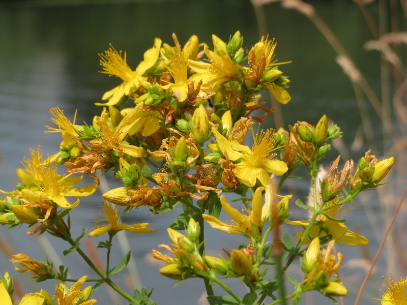 nature, freshness, growth, no people, plant part, wildflower, common saint johns wort, fragility, perforate st johns-wort, close-up, day, botany, leaf