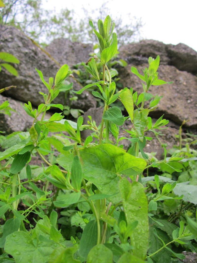 healthy eating, day, plant part, no people, agriculture, flora, gardening, beauty in nature, hypericum perforatum, growth, perforate st johns-wort, leaf