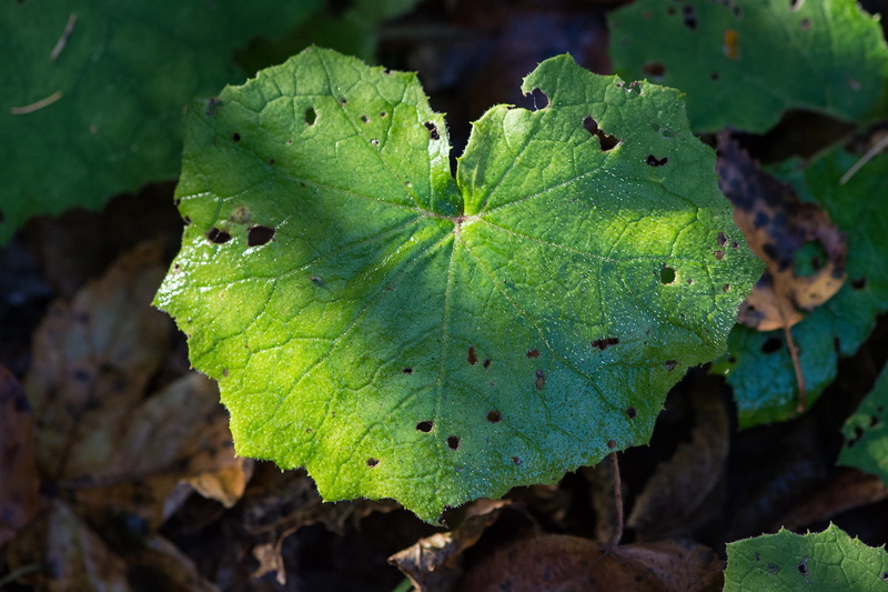 land, plant part, luminosity, growth, Nature, grape, Forest, food, perforated, freshness, green color, outdoors, leaf vein, 1080P, green leaf, food and drink