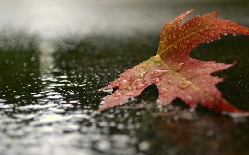 drop, wet, natural condition, leaves, close-up, autumn, selective focus, outdoors, orange color, 720P, leaf, plant part, change, no people, rainy season