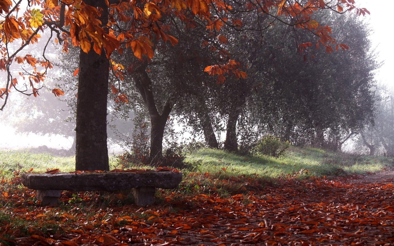green Color, november, fall, rain, land, 2K, tranquility, morning, park bench, nature, season, trunk, vibrant Color, non-Urban Scene, colors, trees, tree trunk