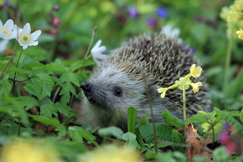 no people, nature, plant, day, animal, young Animal, small, vertebrate, fur, cute, hedgehog, 5K, leaf, close-up, porcupine, outdoors, brown, flower, animal wildlife