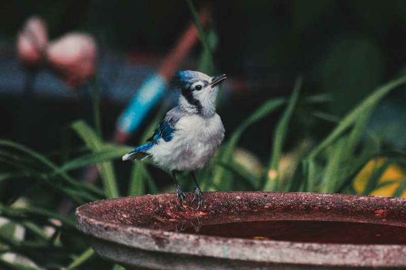 pot, close-up, blue, outdoors, beauty in nature, animal wildlife, animals in the wild, animal, selective, brown, gray, telephoto, bird, bird feeder, selective focus