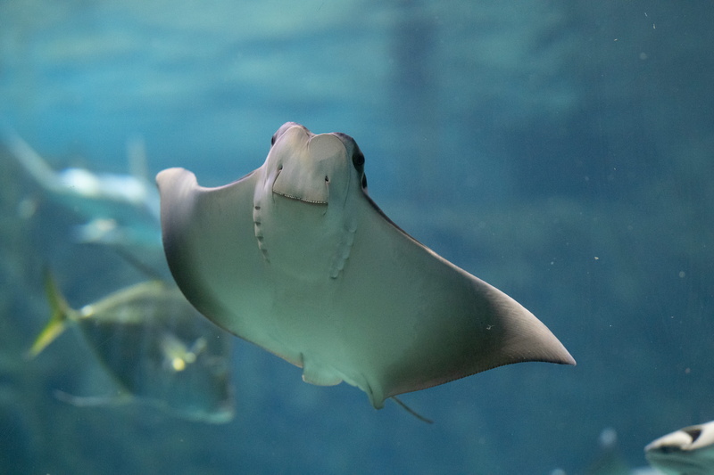 one animal, gliding, swimming, tank, fish, seashell, manta ray, animal wildlife, automobile, animal, clam, stingray, nature, adventure, sea, water, vertebrate