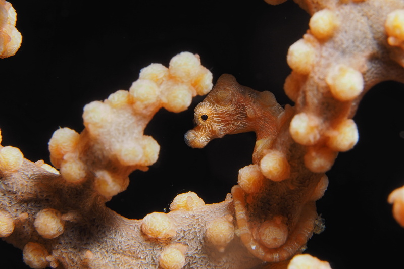 ocean, undersea, sea horse, water, black background, underwater, camouflage, outdoors, phillipines, animal, small, mammal, one animal, animal themes, seahorse