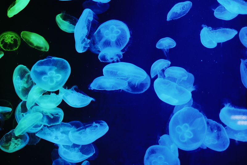 singapore, sea, ocean, blue, sea life, aquatic, fish, clam, jelly, swimming, invertebrate, school of fish, group of animals, large group of animals, reef
