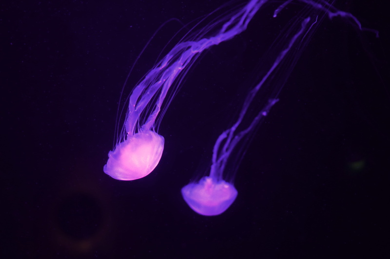aquatic, tentacle, group of animals, swimming, sea anemone, manta ray, animal wildlife, underwater, snorkeling, water, jellyfish, invertebrate, undersea
