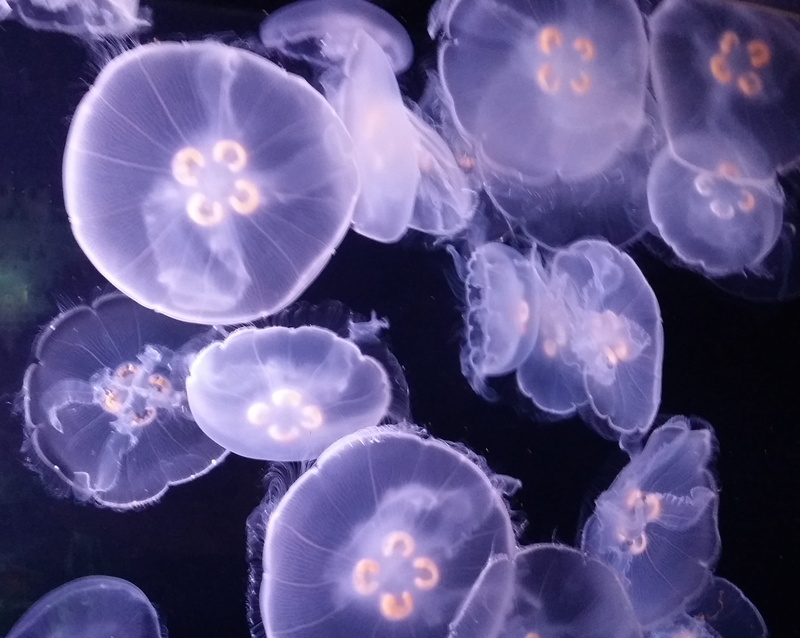 gemstone, underwater, sport, snorkeling, outdoors, floating on water, large group of animals, jewelry, beauty in nature, compass math, group of animals