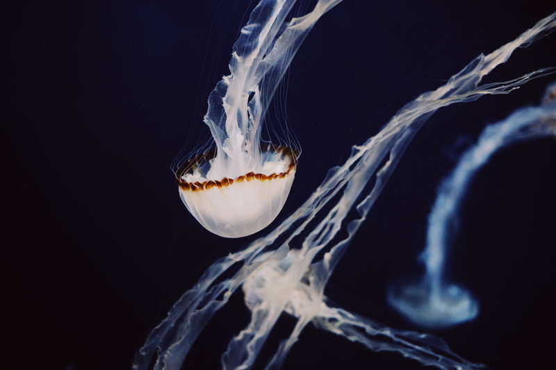 swimming, indoors, animal themes, seashell, nature, undersea, animal wildlife, sport, animal head, water, marine, black background, animal mouth, animals in the wild