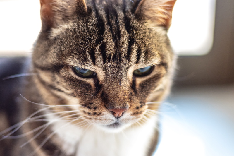 tabby, invertebrate, wildlife, beak, ocelot, looking at camera, pet, feline, focus on foreground, seashell, one animal, mammal, panther, manx, portrait