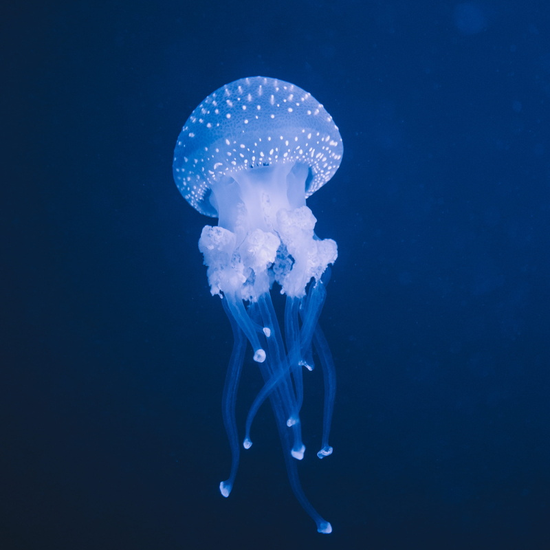 plant, sponge animal, group of animals, sea anemone, black background, aquarium, animal, jellyfish, 2K, sea life, underwater, nature, no people, marine