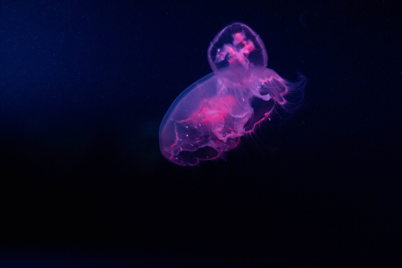 luminosity, clam, person, outdoors, swimming, human, sea, glow, sea anemone, tank, animal, one animal, animals in captivity, nature, animals in the wild