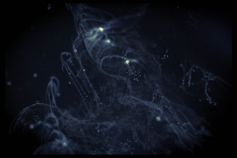 invertebrate, dark, manta ray, water, sea life, black color, background, dust, night, pattern, indoors, liquid, fractal, nebula, textures, underwater, close-up