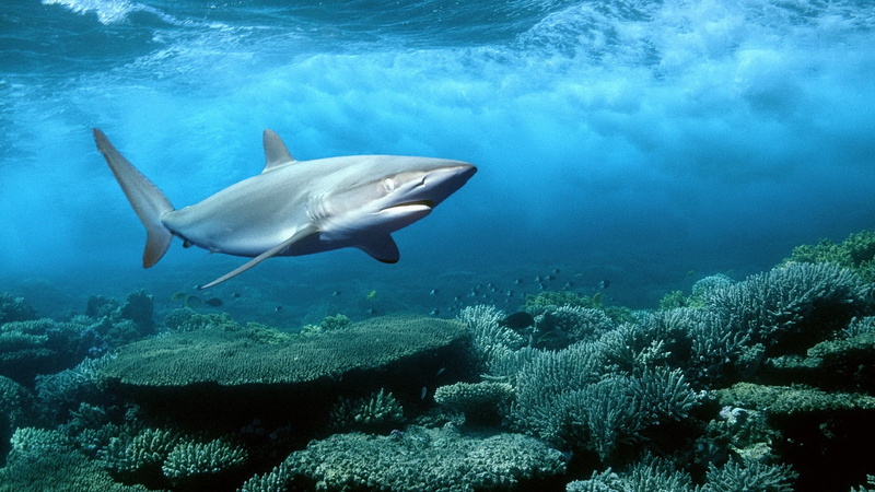 coral, animals, sea, shark, 1080P