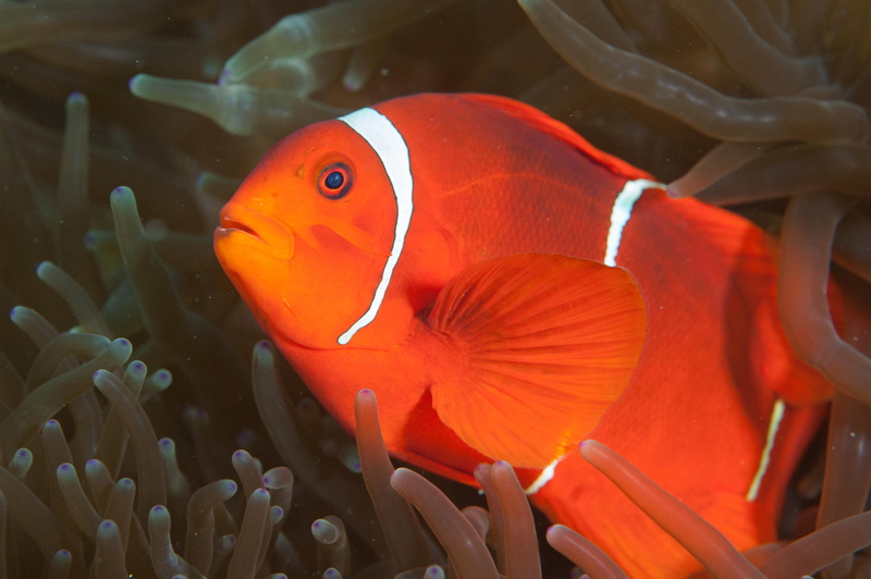 sea life, rock beauty, angelfish, aquatic, invertebrate, surgeonfish, orange color, ocean, marine, outdoors, clownfish, beauty in nature, sea, animal wildlife