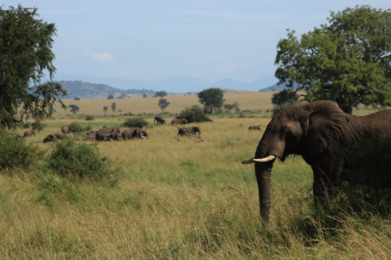 vegetation, animal, day, domestic animals, environment, sky, plant, no people, group of animals, grass, outdoors, big, tree, zebra, field, land, nature