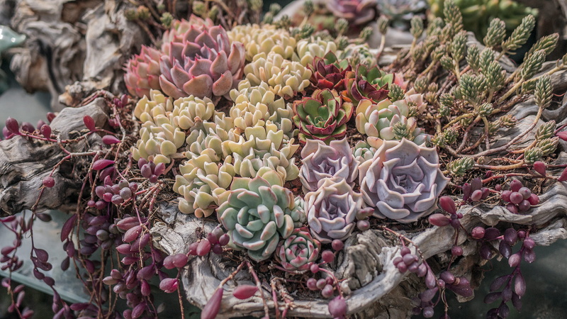bird, retail display, selective focus, close-up, sea, coral reef, for sale, succulent plant, nature, abundance, food and drink, reef, home decor, flower