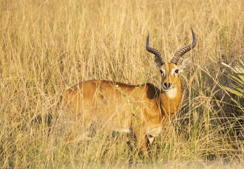 portrait, bongo, deer, savanna, animals in the wild, cheetah, daytime, uganda, bush, vegetation, gazelle, domestic animals, mammal, outdoors, pakwach, animal themes