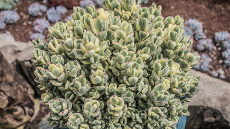 flower, growth, no people, food and drink, bush, sprout, animal, large group of objects, astragalus, outdoors, fruit, reef, ocean, wellbeing, bud, sea