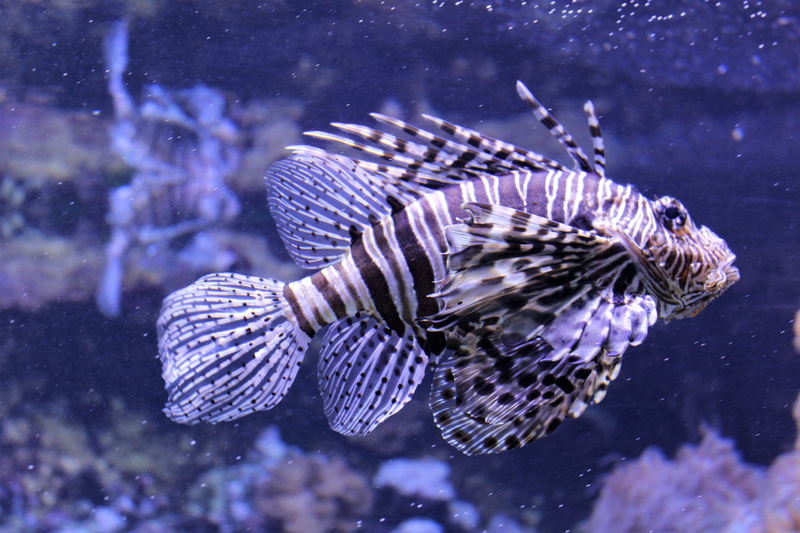poisonous, amphiprion, animal themes, sea life, invertebrate, purple, aquarium, reef, animals in the wild, outdoors, deep sea, swimming, marine, one animal