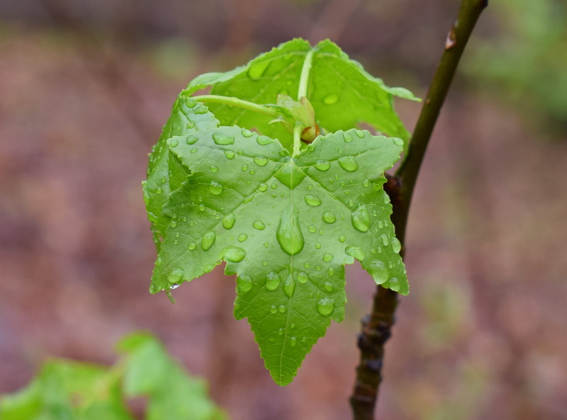 plant part, food, green Color, wet, rain, new sweetgum leaves, flora, growth, new leaves, botany, Sweetgum, outdoors, rain-wet, no people, drop, tree, spring