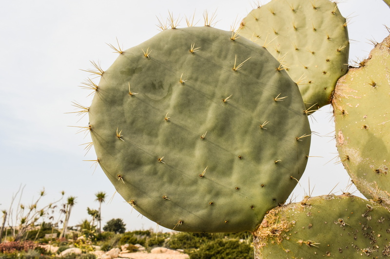 leaf, arid climate, thorn, food, fruit, plant, healthy eating, no people, botany, day, 5K, beauty in nature, prickly pear cactus, sharp, spike, nature